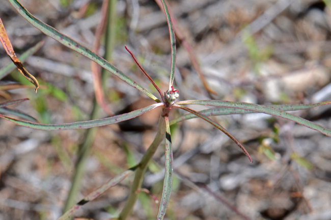 Beetle Spurge plants prefer elevations from 350 feet to 3,500 feet; they are typically lower than 3,000 feet in California. Plants bloom from February or March through as late as December depending on locality. Euphorbia eriantha